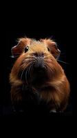 Guinea Pig isolated on black background photo