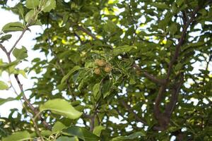 Pyrus cordata or Heart-leaved pear photo