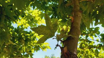 Maple, Sugar Tree, Rock Maple, Curly Maple, Bird Eye Maple trees and big leaves photo