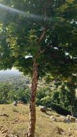 Maple, Sugar Tree, Rock Maple, Curly Maple, Bird Eye Maple trees and big leaves photo
