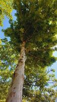 Maple, Sugar Tree, Rock Maple, Curly Maple, Bird Eye Maple trees and big leaves photo