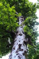 Maple, Sugar Tree, Rock Maple, Curly Maple, Bird Eye Maple trees and big leaves photo