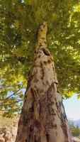 Maple, Sugar Tree, Rock Maple, Curly Maple, Bird Eye Maple trees and big leaves photo
