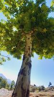 Maple, Sugar Tree, Rock Maple, Curly Maple, Bird Eye Maple trees and big leaves photo