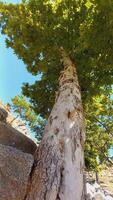 Maple, Sugar Tree, Rock Maple, Curly Maple, Bird Eye Maple trees and big leaves photo