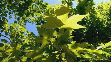 Maple, Sugar Tree, Rock Maple, Curly Maple, Bird Eye Maple trees and big leaves photo