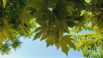 Maple, Sugar Tree, Rock Maple, Curly Maple, Bird Eye Maple trees and big leaves photo