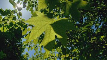 Maple, Sugar Tree, Rock Maple, Curly Maple, Bird Eye Maple trees and big leaves photo