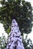 Maple, Sugar Tree, Rock Maple, Curly Maple, Bird Eye Maple trees and big leaves photo