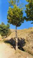 Maple, Sugar Tree, Rock Maple, Curly Maple, Bird Eye Maple trees and big leaves photo