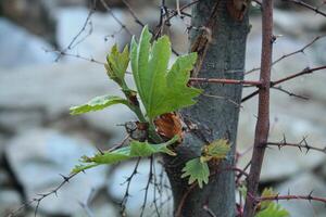 Maple, Sugar Tree, Rock Maple, Curly Maple, Bird Eye Maple trees and big leaves photo