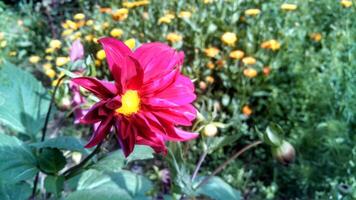 Dahlia, Decorative, Cactus, Pompon, Busshy perennial, Collarette red flowers and bud photo