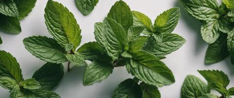 Group of green mint leaves on white surface. photo