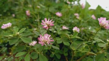 reversed clover, Persian clover, shaftal, syn. T. resupinatum L. var. majus Boss., T. suaveolens Willd or Trifolium resupinatum photo