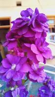 Matthiola incana, Brompton stock, common stock, hoary stock, ten-week stock, and gilly-flower photo