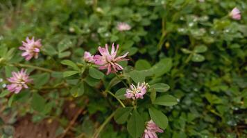 reversed clover, Persian clover, shaftal, syn. T. resupinatum L. var. majus Boss., T. suaveolens Willd or Trifolium resupinatum photo