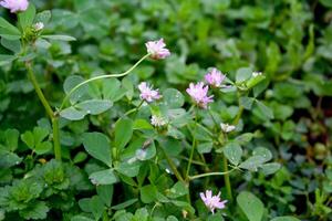 reversed clover, Persian clover, shaftal, syn. T. resupinatum L. var. majus Boss., T. suaveolens Willd or Trifolium resupinatum photo