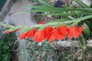 Sword Lily 'Robinetta', Hardy Gladiolus 'Robinetta', Dwarf Gladiolus Robinetta Award-winner Gladiolus Robinetta photo