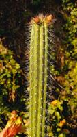 Organ Pipe cactus or Stenocereus thurberi photo