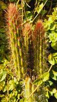 Organ Pipe cactus or Stenocereus thurberi photo