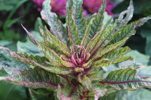 Amaranthus, Love-lies-bleeding, Pendant amaranth, Tassel, Velvet flower or Foxtail amaranth photo