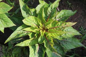 Amaranthus, Love-lies-bleeding, Pendant amaranth, Tassel, Velvet flower or Foxtail amaranth photo
