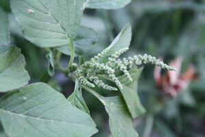 Amaranthus, Love-lies-bleeding, Pendant amaranth, Tassel, Velvet flower or Foxtail amaranth photo