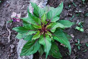 Amaranthus, Love-lies-bleeding, Pendant amaranth, Tassel, Velvet flower or Foxtail amaranth photo