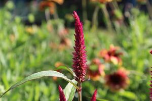 Amaranthus, Love-lies-bleeding, Pendant amaranth, Tassel, Velvet flower or Foxtail amaranth photo