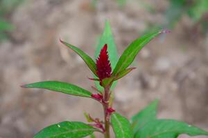 Amaranthus, Love-lies-bleeding, Pendant amaranth, Tassel, Velvet flower or Foxtail amaranth photo