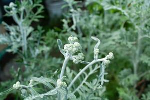 Jacobaea leucophylla, Senecio leucophyllus or Cineraria maritima photo
