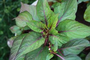 Amaranthus, Love-lies-bleeding, Pendant amaranth, Tassel, Velvet flower or Foxtail amaranth photo