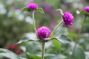 Globe amaranth beautiful fresh flower photo