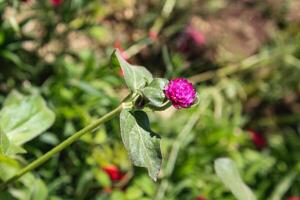 Globe amaranth beautiful fresh flower photo