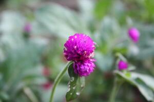 Globe amaranth beautiful fresh flower photo