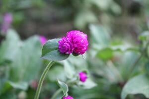 Globe amaranth beautiful fresh flower photo