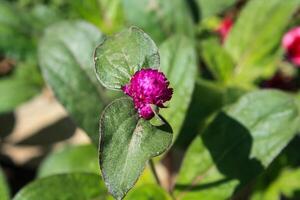Globe amaranth beautiful fresh flower photo