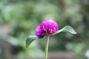 Globe amaranth beautiful fresh flower photo