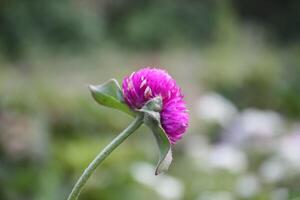 Globe amaranth beautiful fresh flower photo