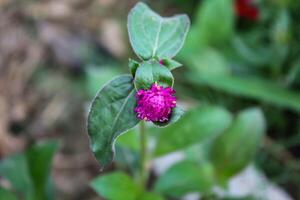 Globe amaranth beautiful fresh flower photo