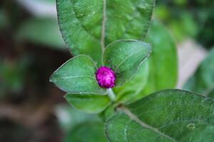 Globe amaranth beautiful fresh flower photo