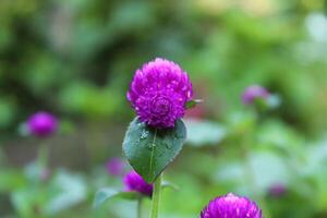 Globe amaranth beautiful fresh flower photo
