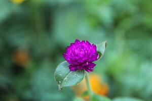 Globe amaranth beautiful fresh flower photo