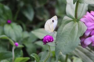 Globe amaranth beautiful fresh flower photo
