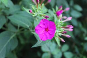 Marvel of Peru, Mirabilis jalapa or four o'clock plant and flowers photo