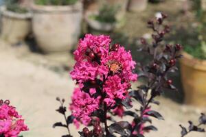 Crape myrtle, crepeflower, or summer lilac flowers photo