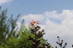 Crape myrtle, crepeflower, or summer lilac flowers photo