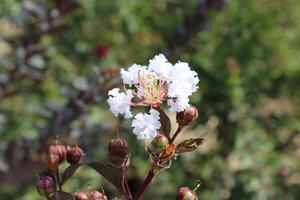 Crape myrtle, crepeflower, or summer lilac flowers photo