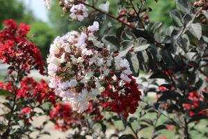 Crape myrtle, crepeflower, or summer lilac flowers photo