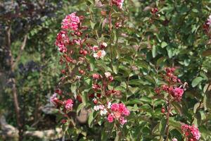Crape myrtle, crepeflower, or summer lilac flowers photo